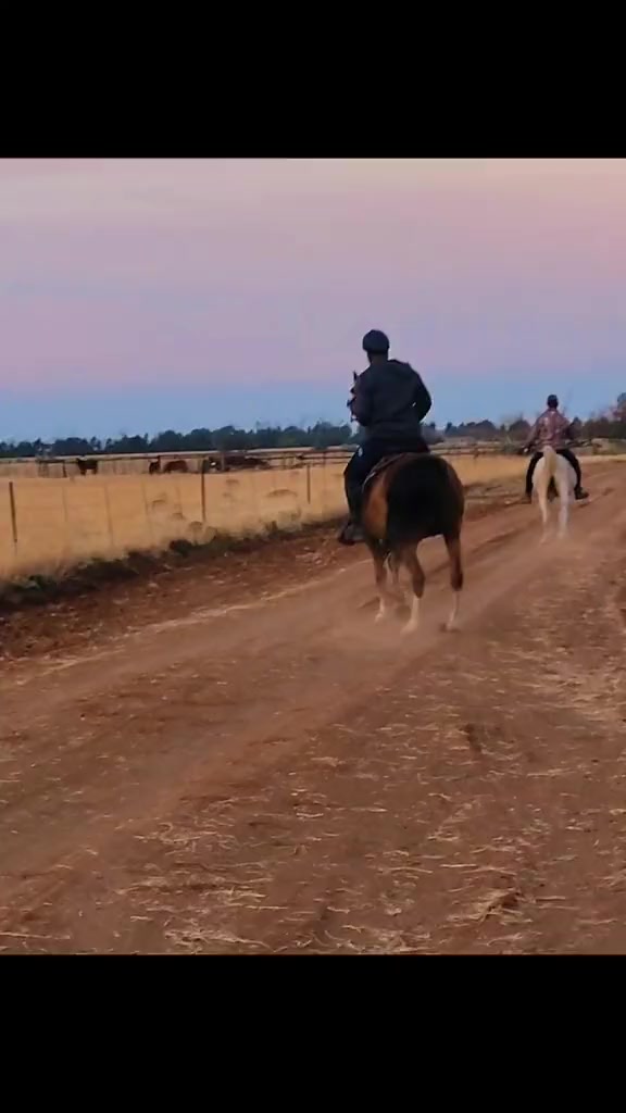@uitzicht_arabian_stud
