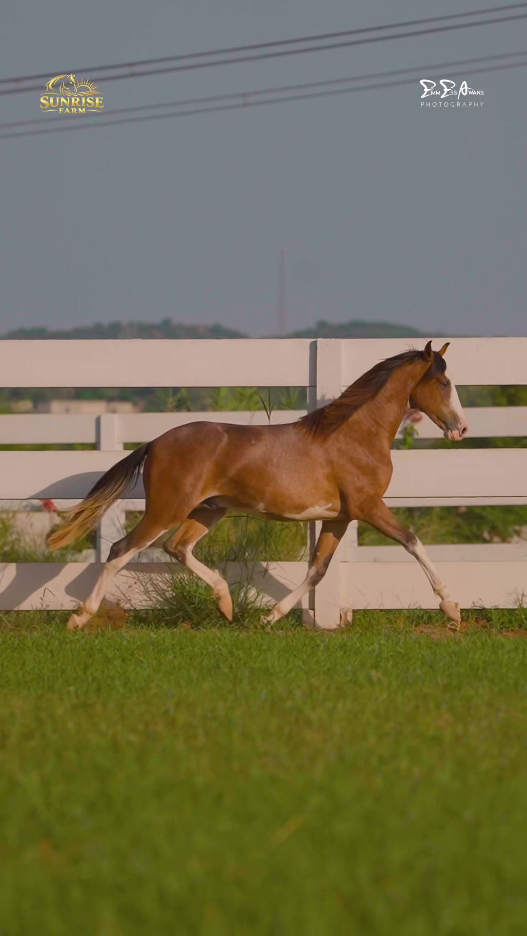 @SUNRISE STUD FARMS RAWALPINDI