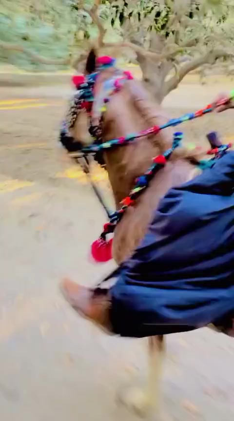 @Sardar Ali Hassan taherani