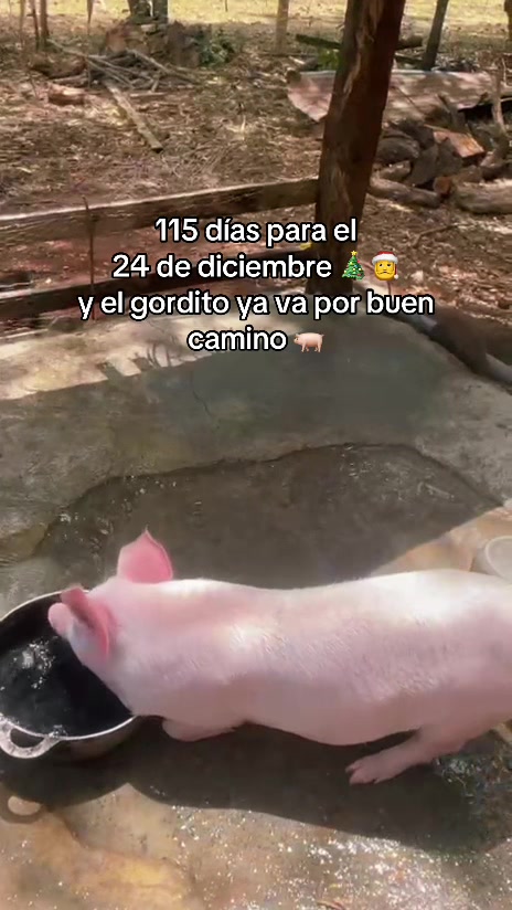 @JustGlendys