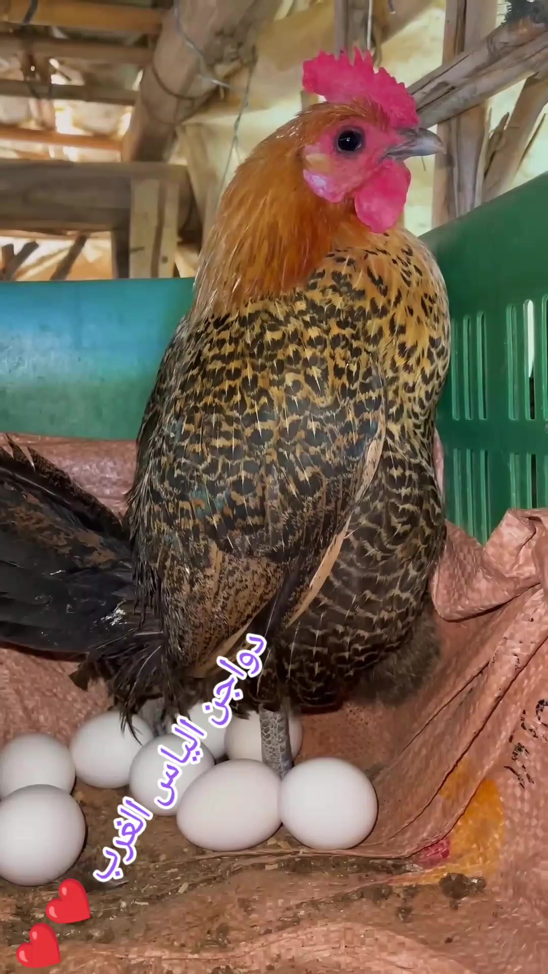 @دواجن الياس🐔🐔🐔