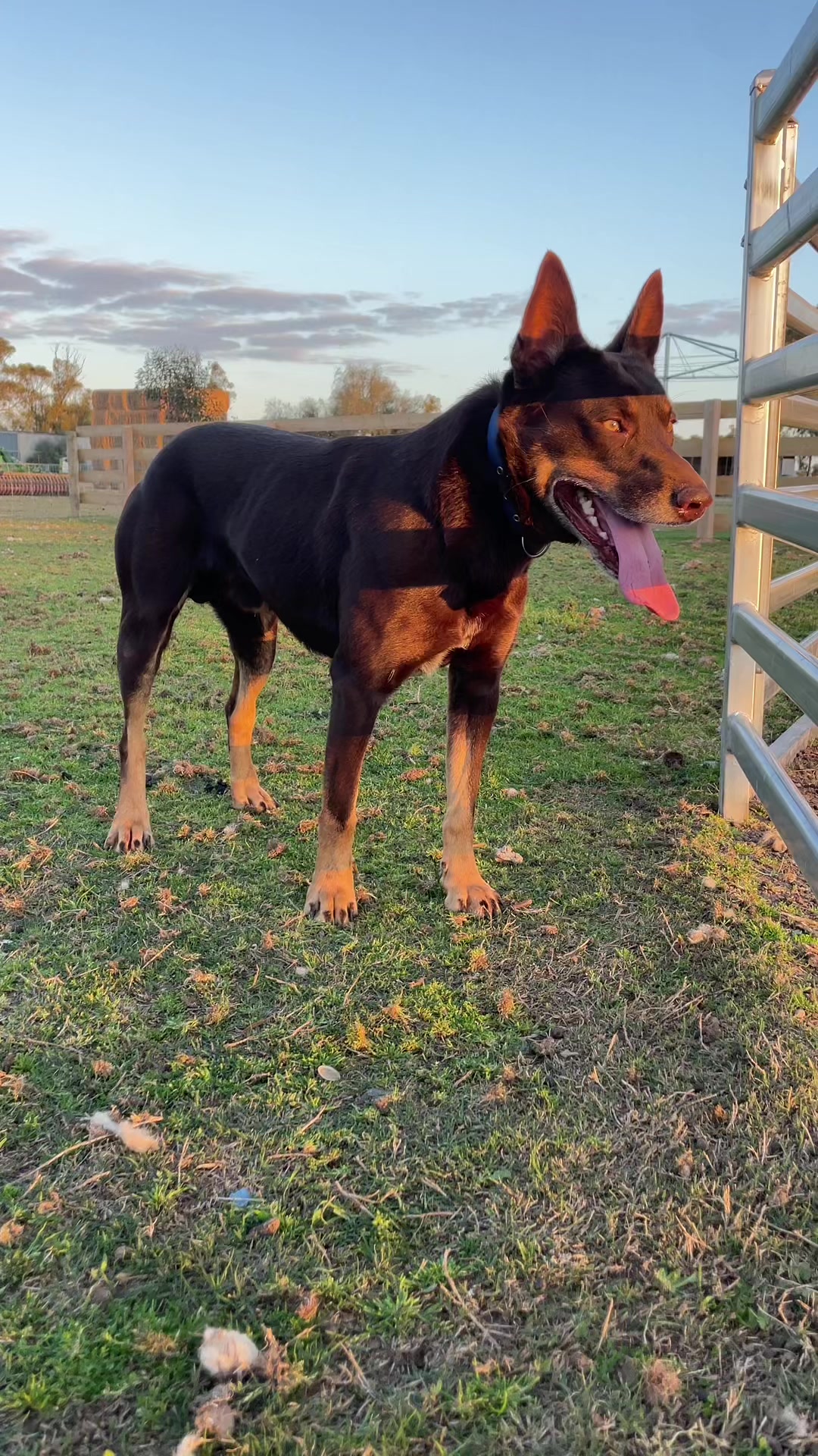 @SouthernDreamin Kelpie stud