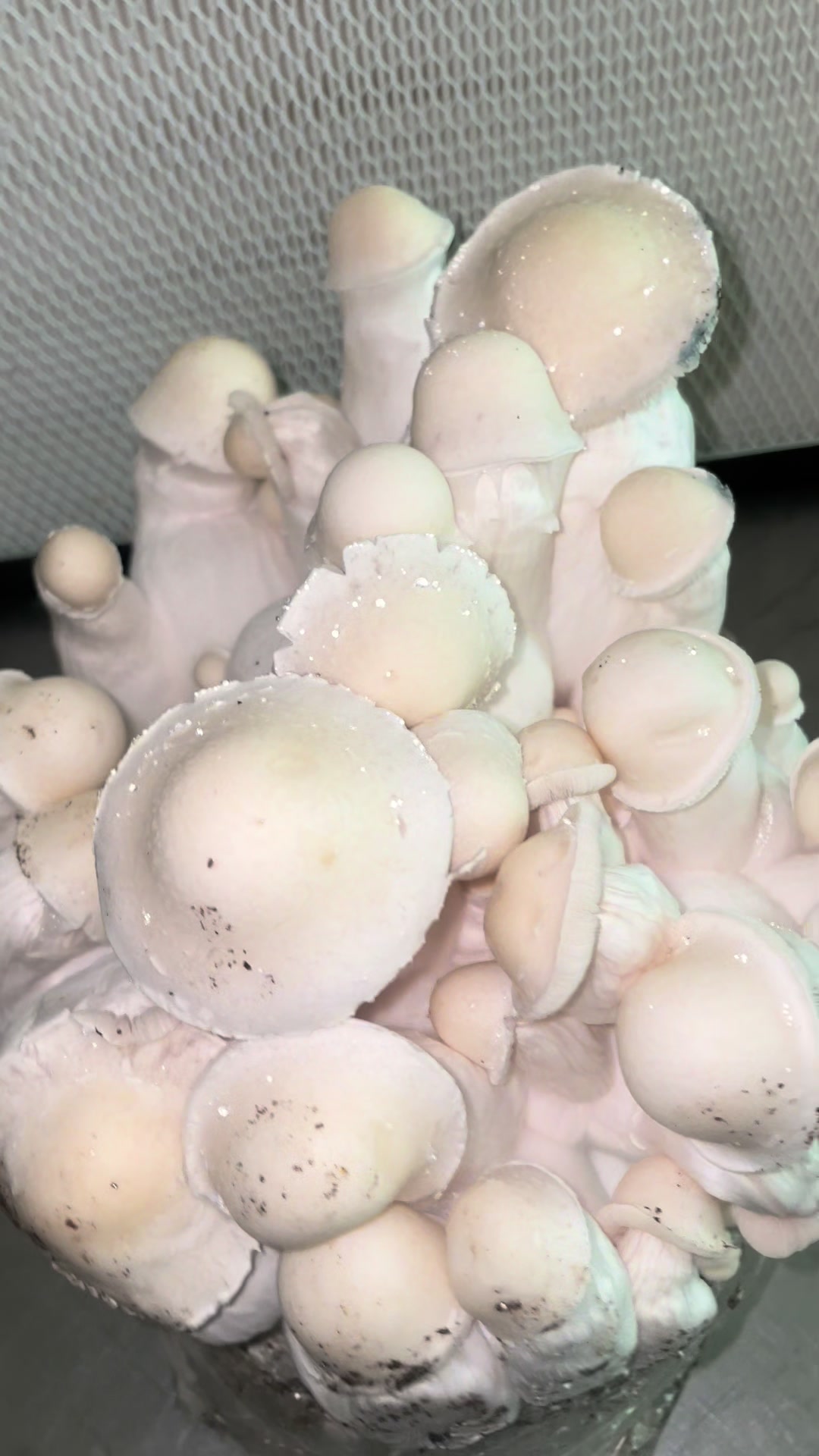 @707mycology