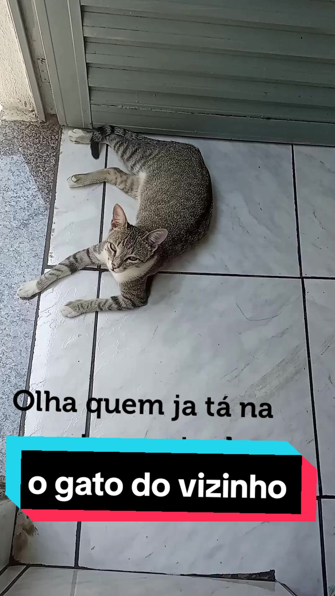 @O GATO ZEZ&Eacute;
