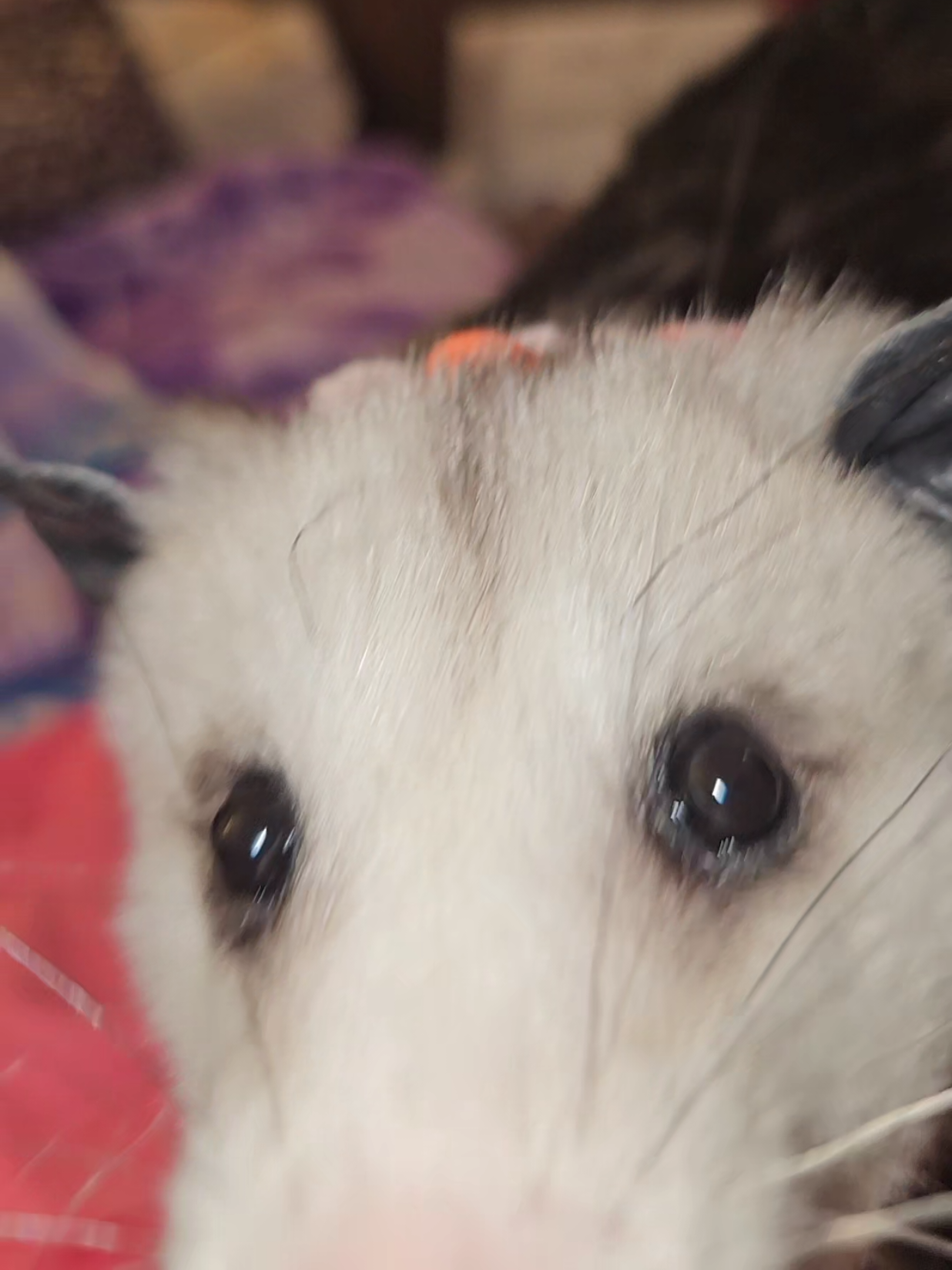 @OPOSSUMDAWGMOM