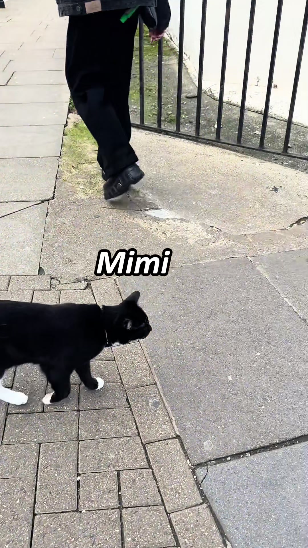 @pawsitive.energy