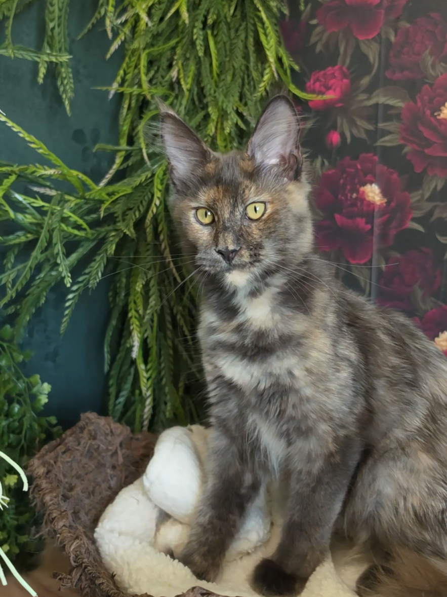 @Peaky Claws Cattery