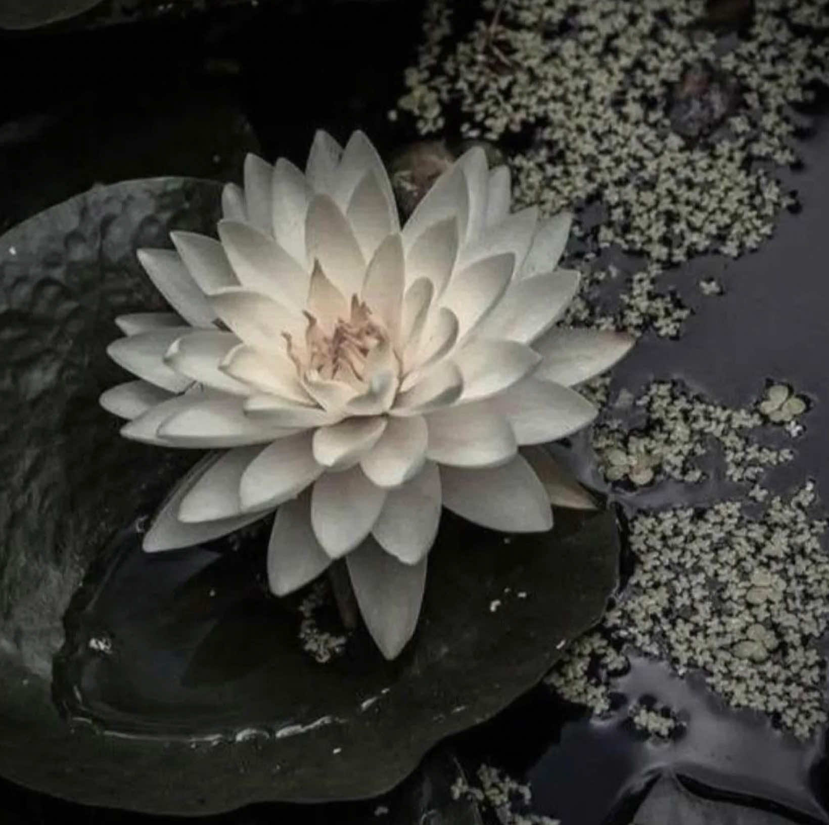 @۶ৎ 🦢🤍 𝐁𝐞𝐨𝐦𝐬𝐞𝐨𝐤 🩶🦢