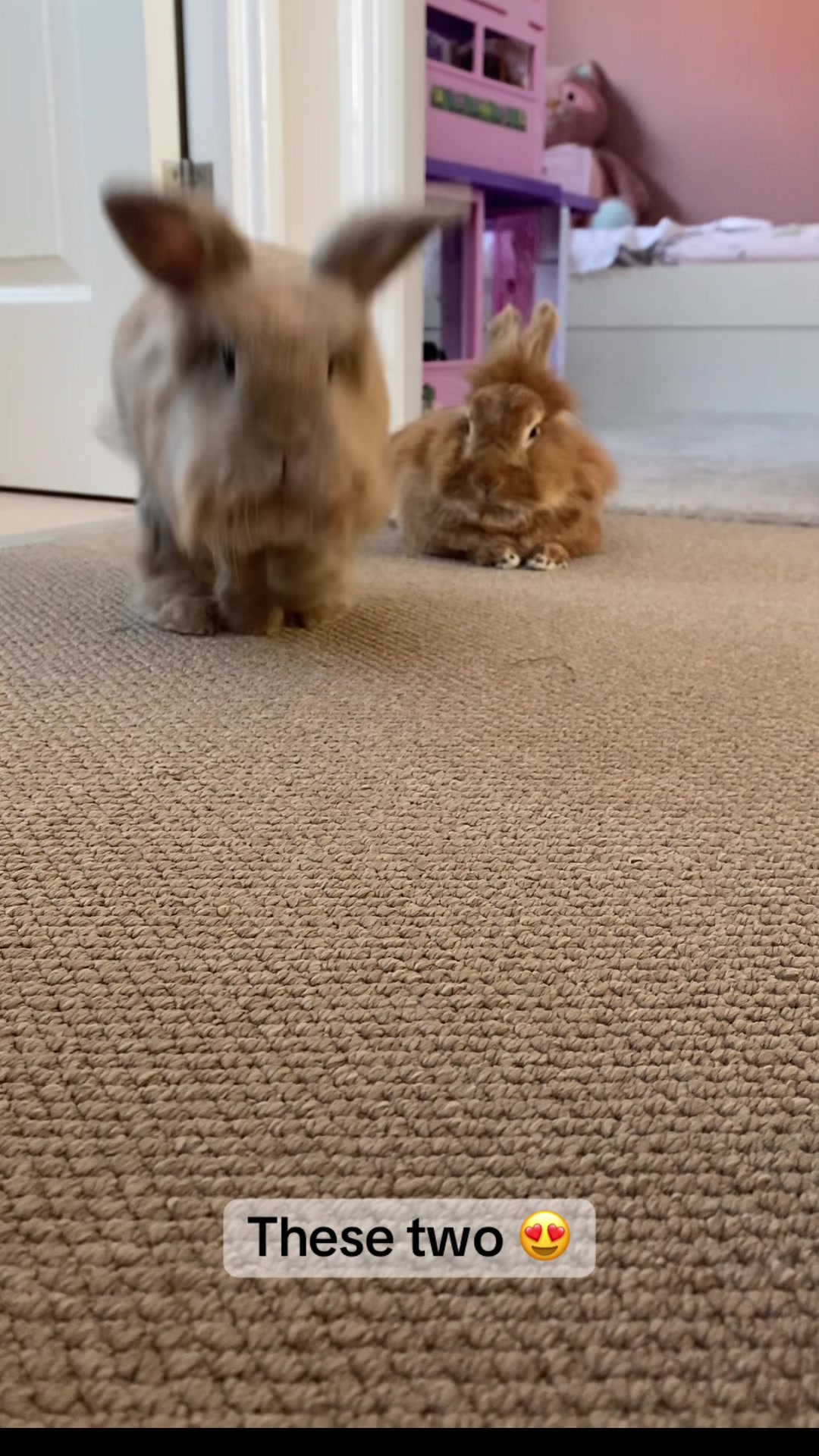 @Marmite🪽Toastie, Nala ♡