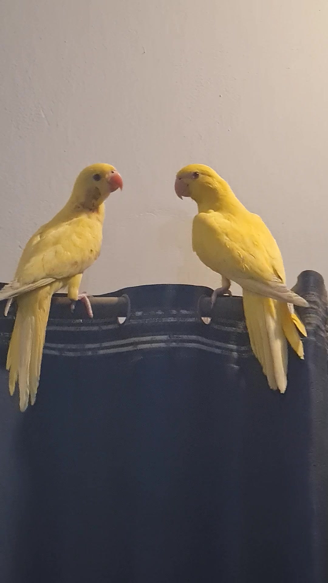 @ROYAL BIRD US