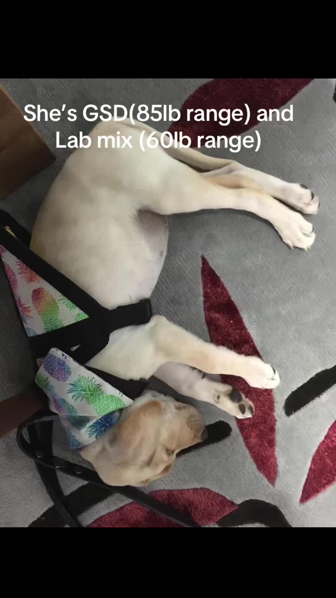 @Service_dog_Lexi