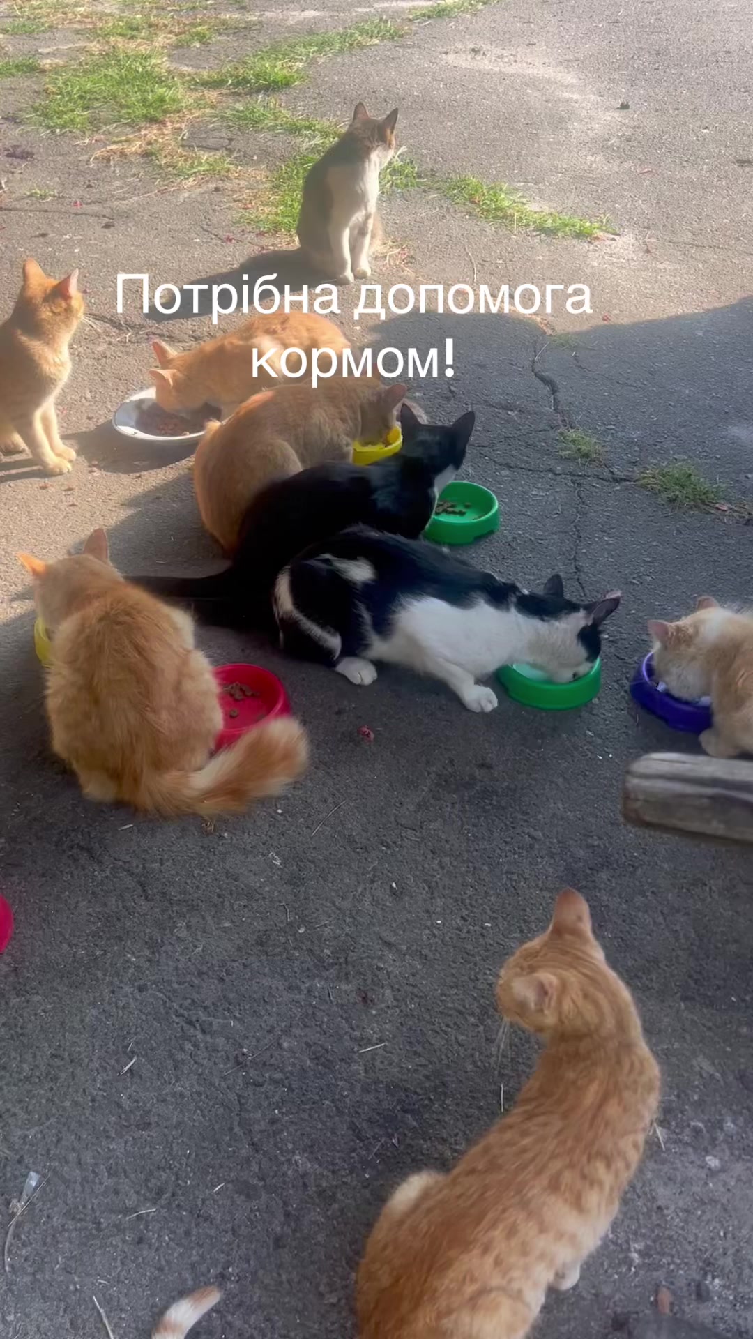 @Алиса