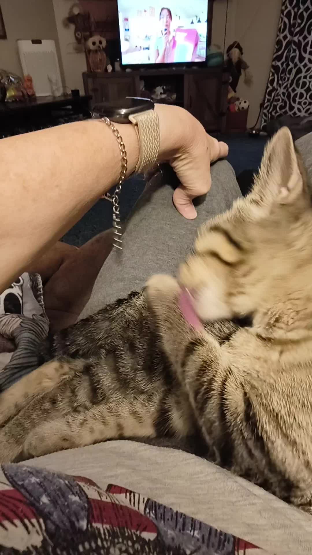 @Pickles the cat