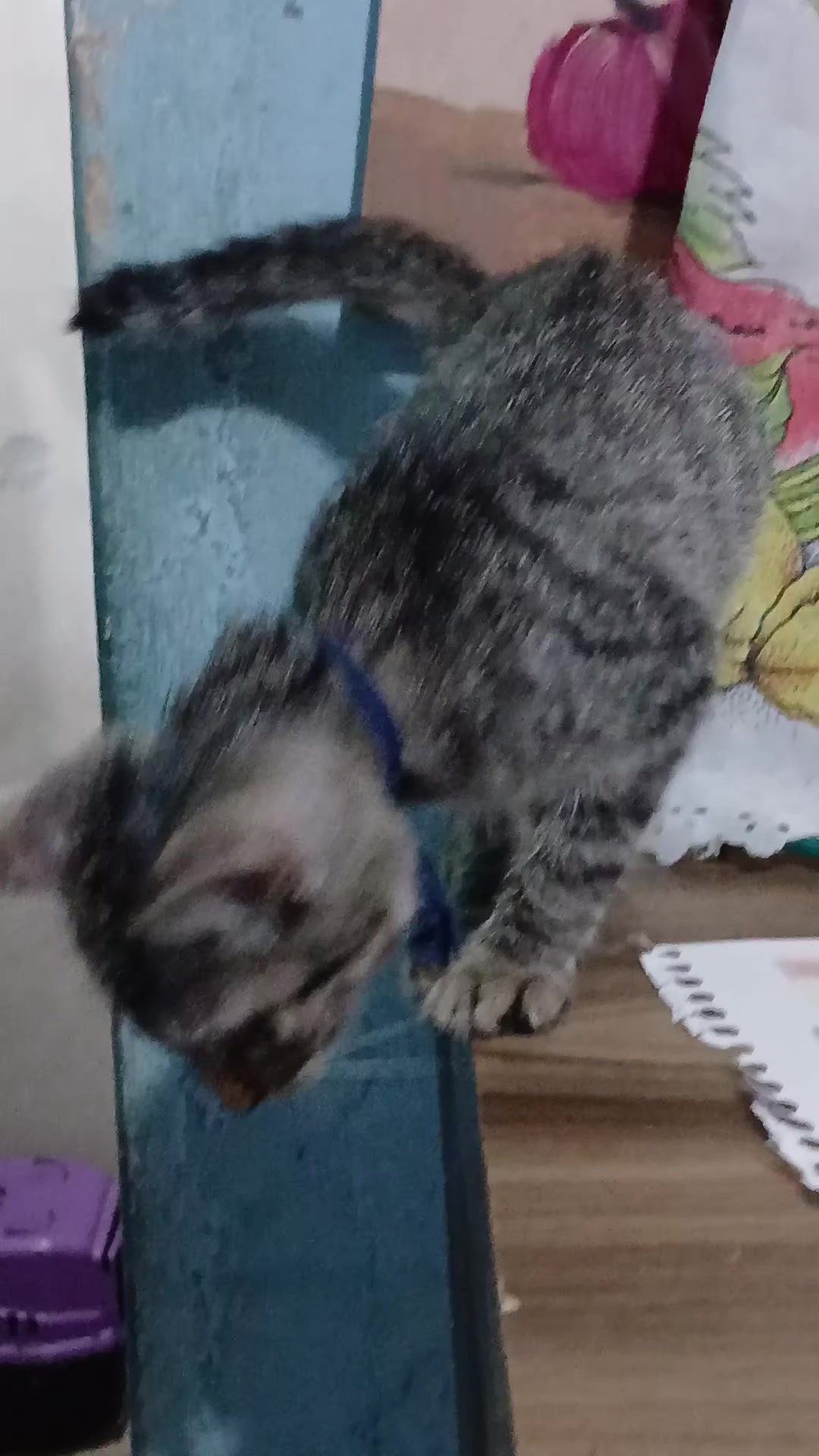 @paula🐱