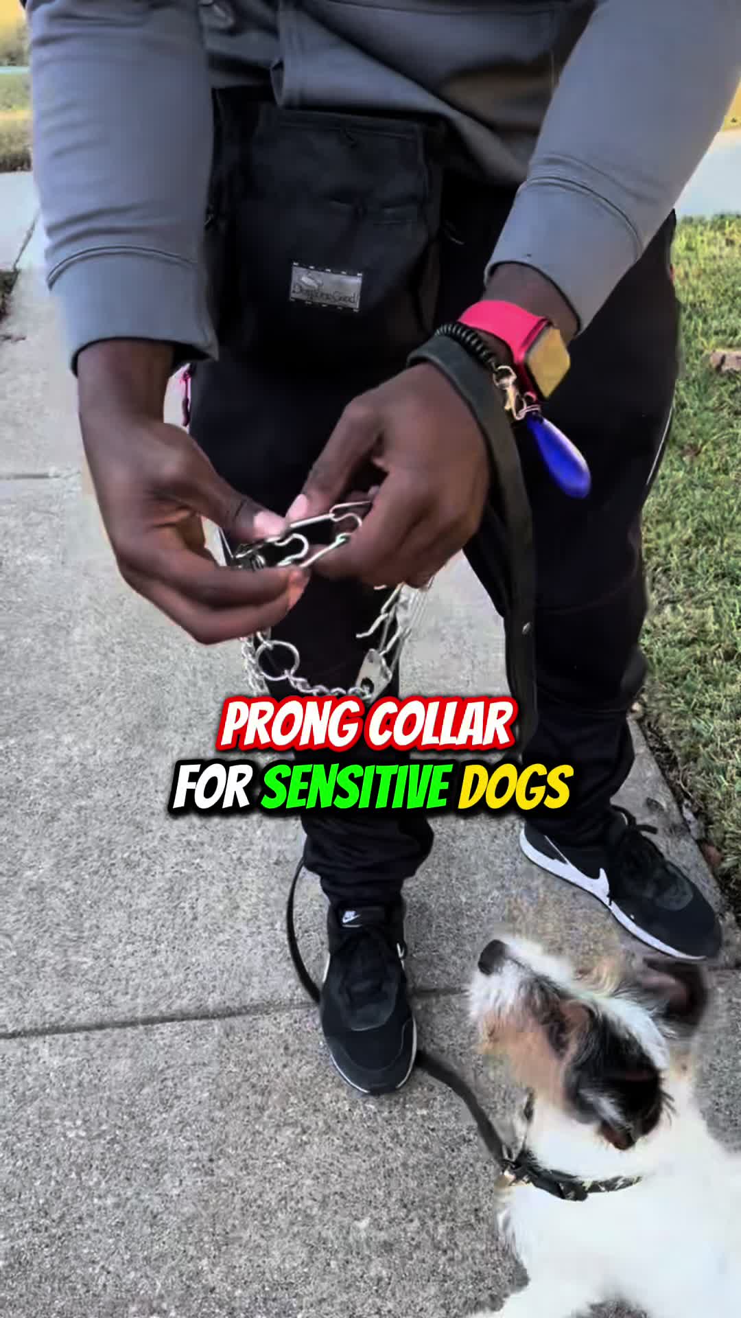 @Better Best Dog