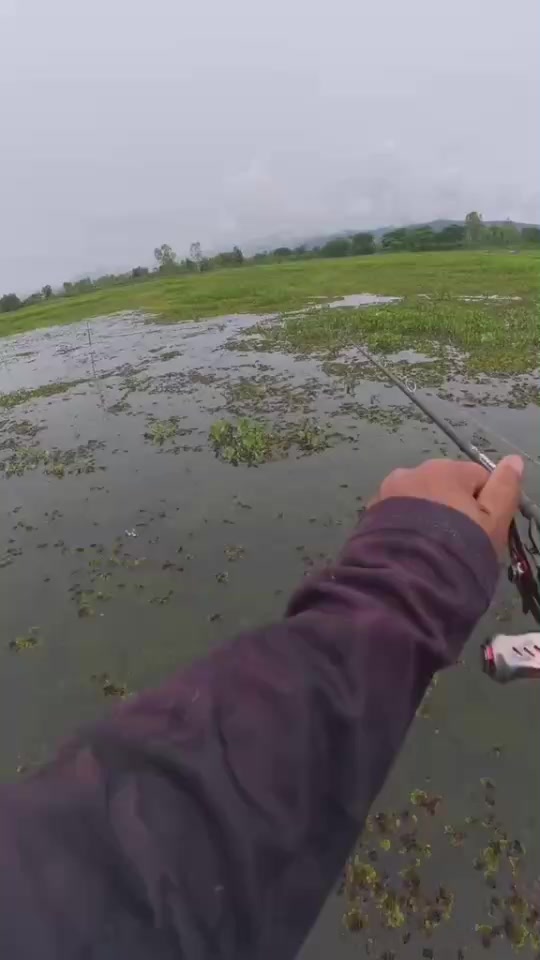 @HAZON TACKLE