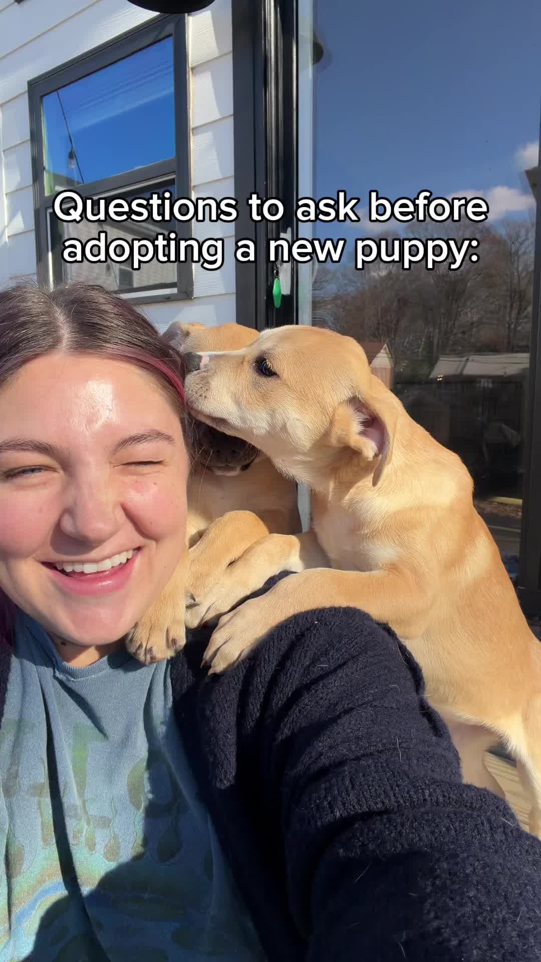 @Adopt a Pet