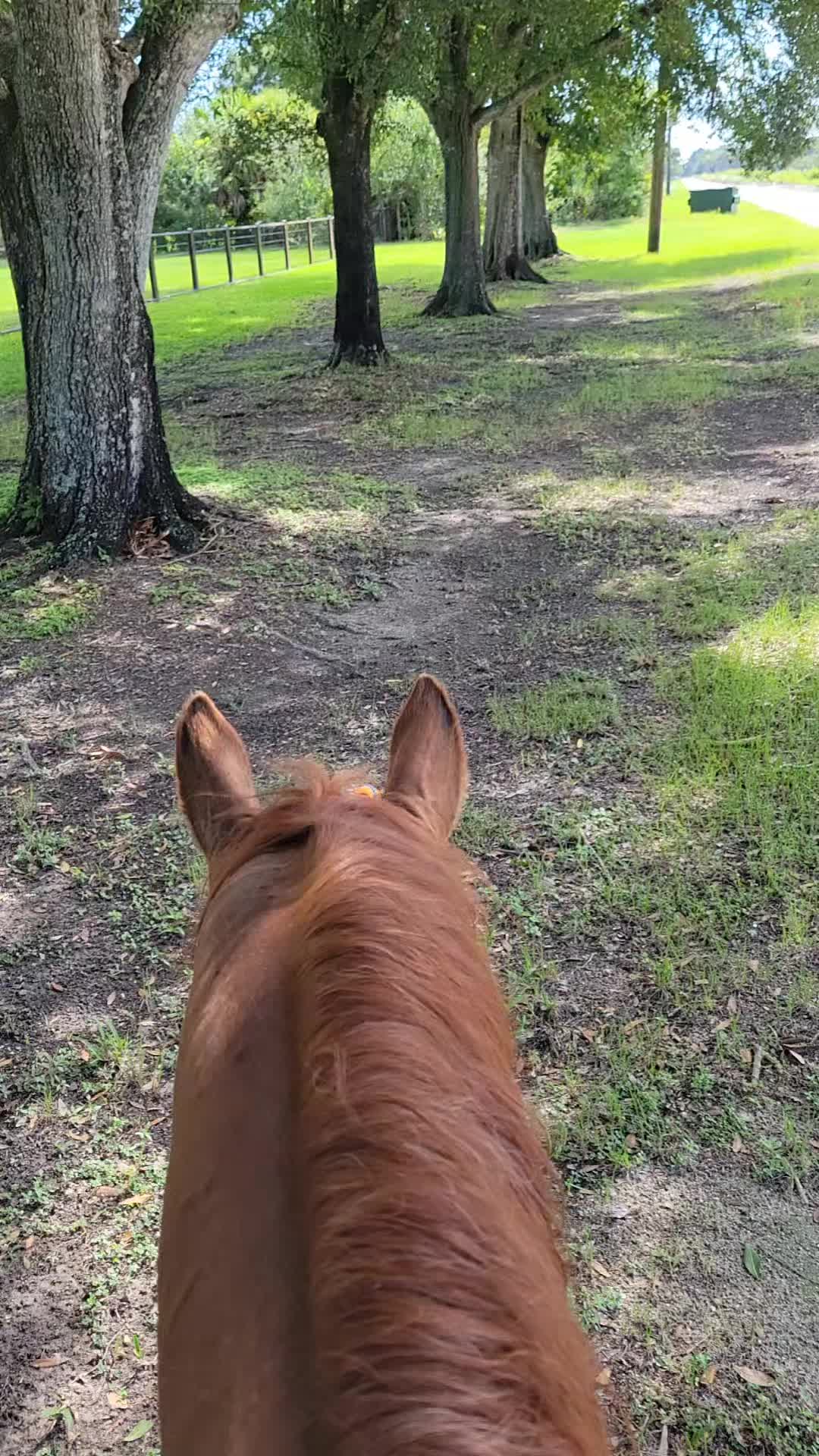 @Flhorselife772