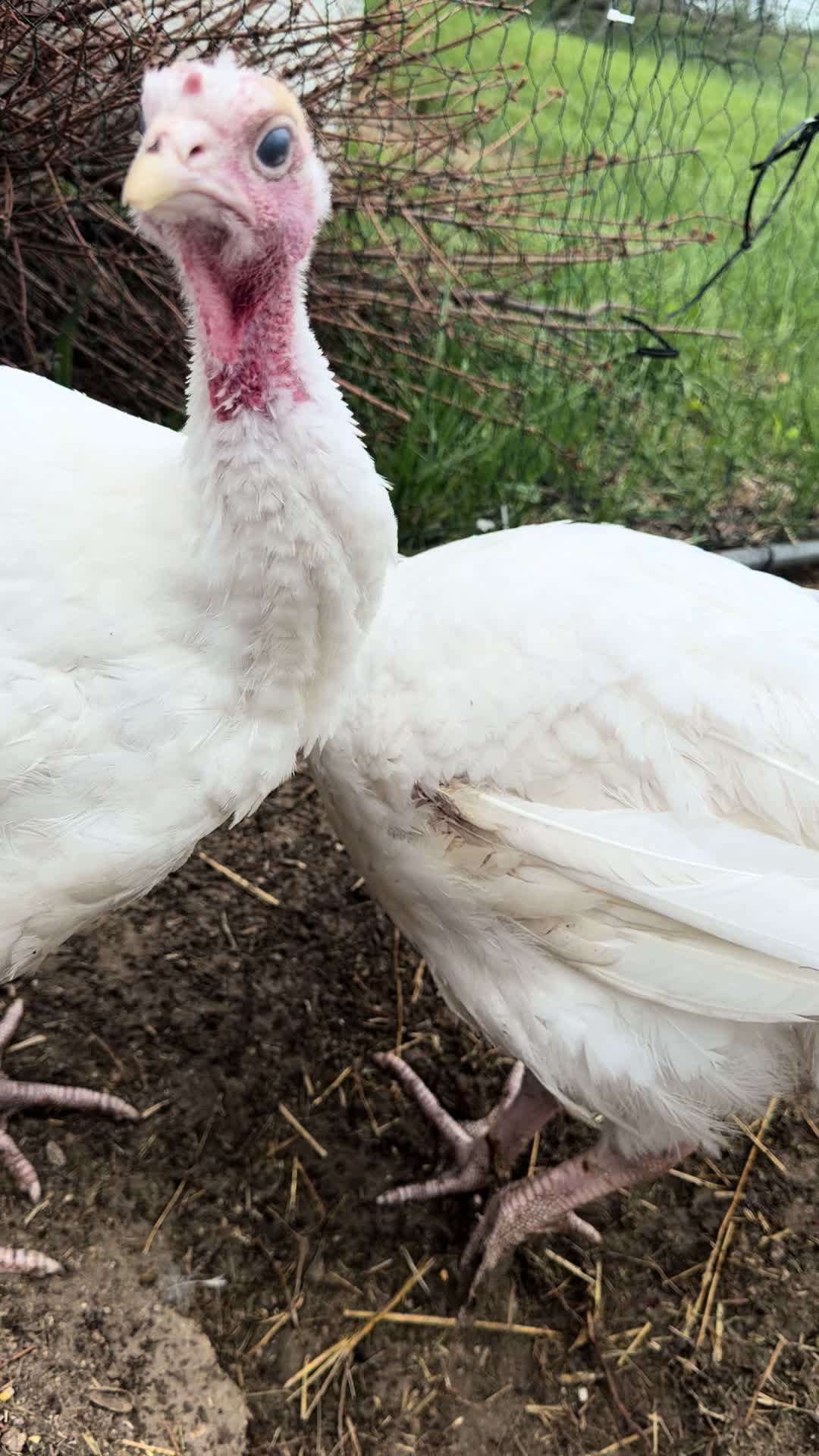 @powertothebirds