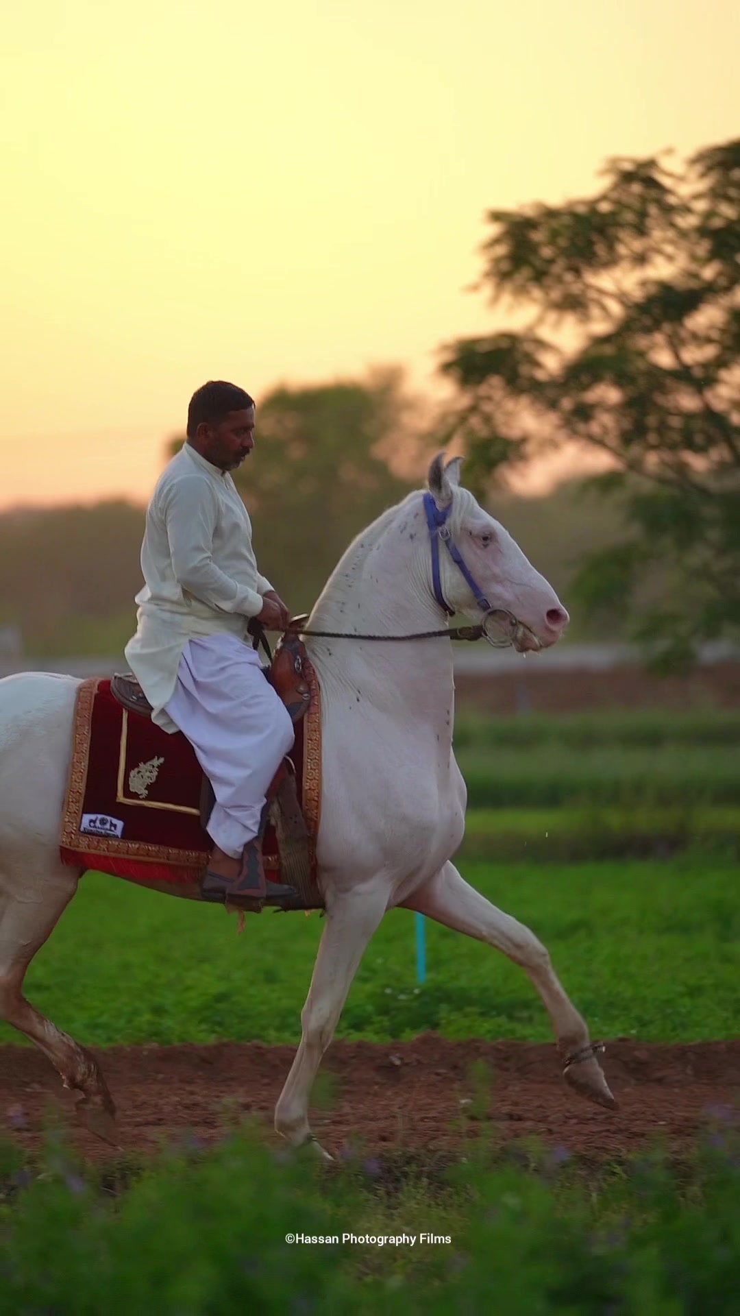 @SUNRISE STUD FARMS RAWALPINDI