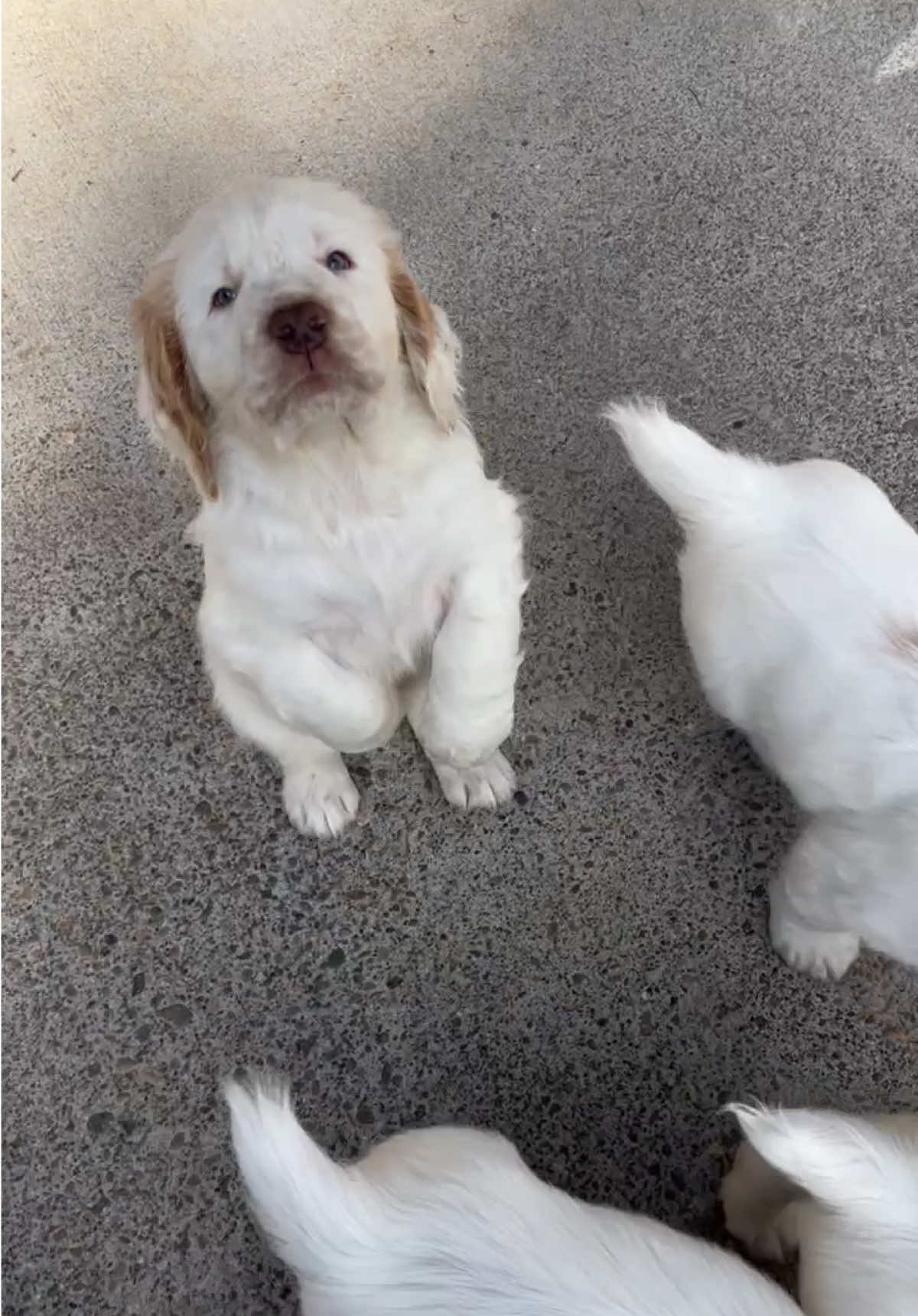 @Rainsway Clumber Spaniels