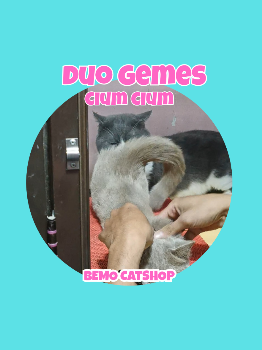 @Bemo Catshop