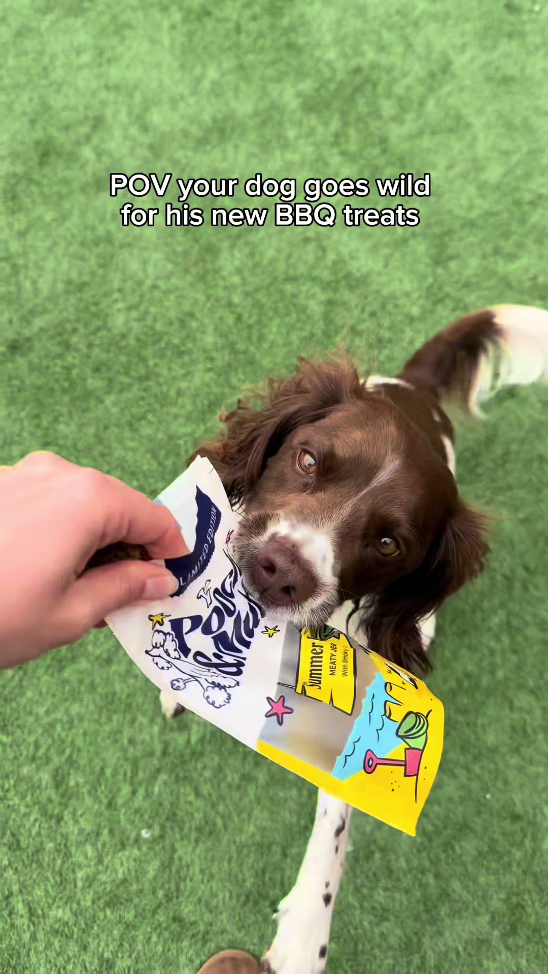 @Jinky Springer Spaniel 🐾 💚