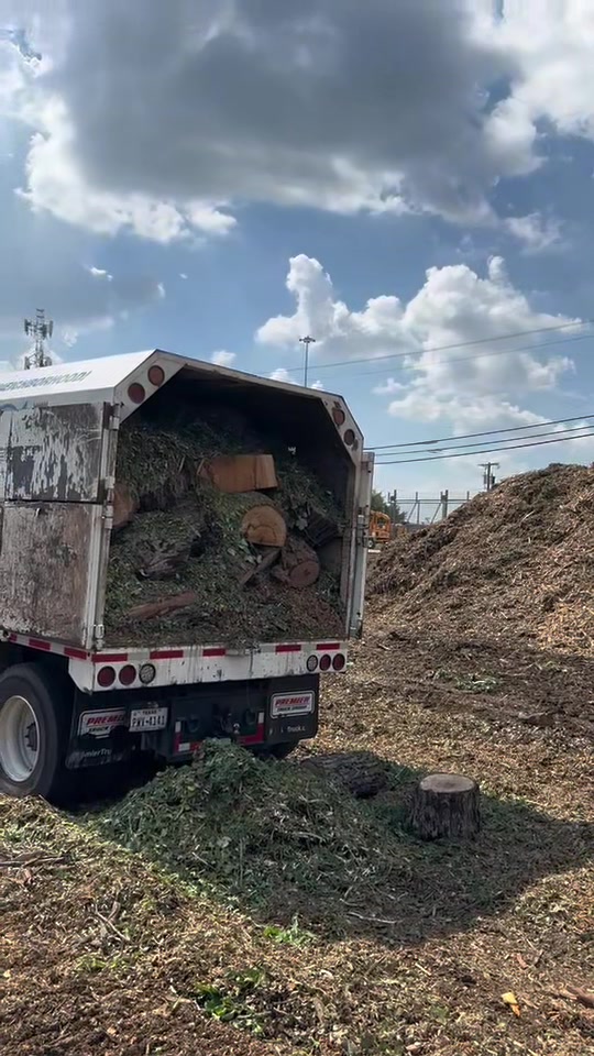 @Live Oak Tree Service