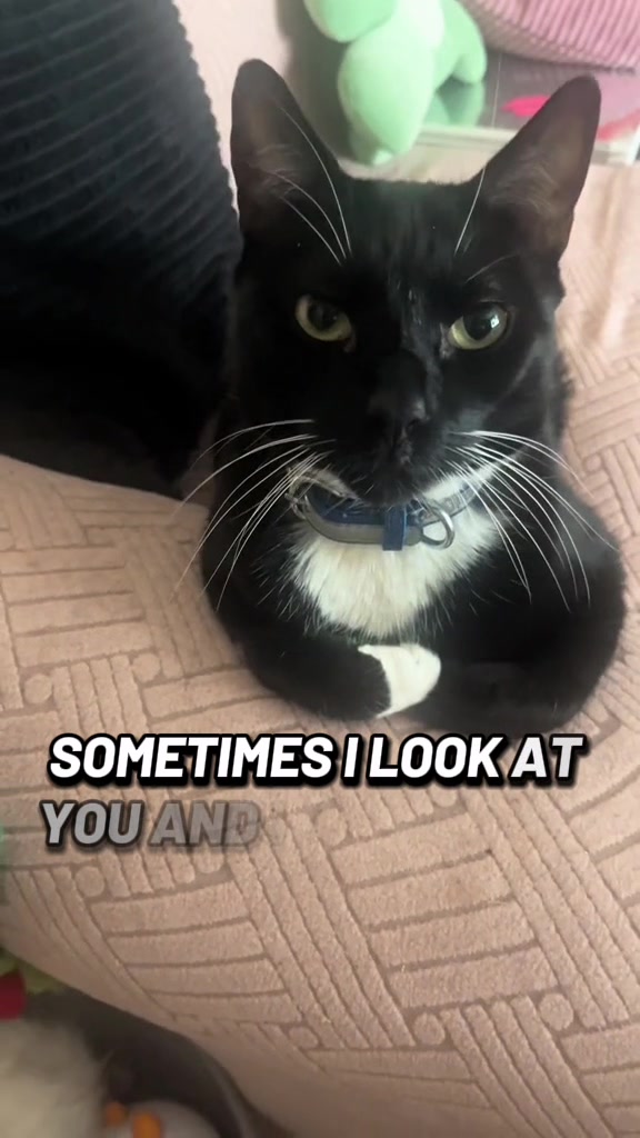 @Rebecca and Zorro 🐈⬛