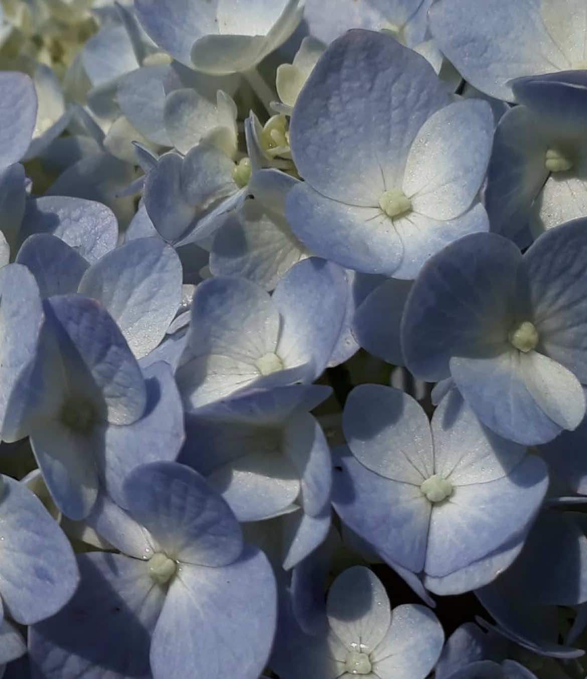 @𖤐⭒๋࣭ мιмкα ⭑