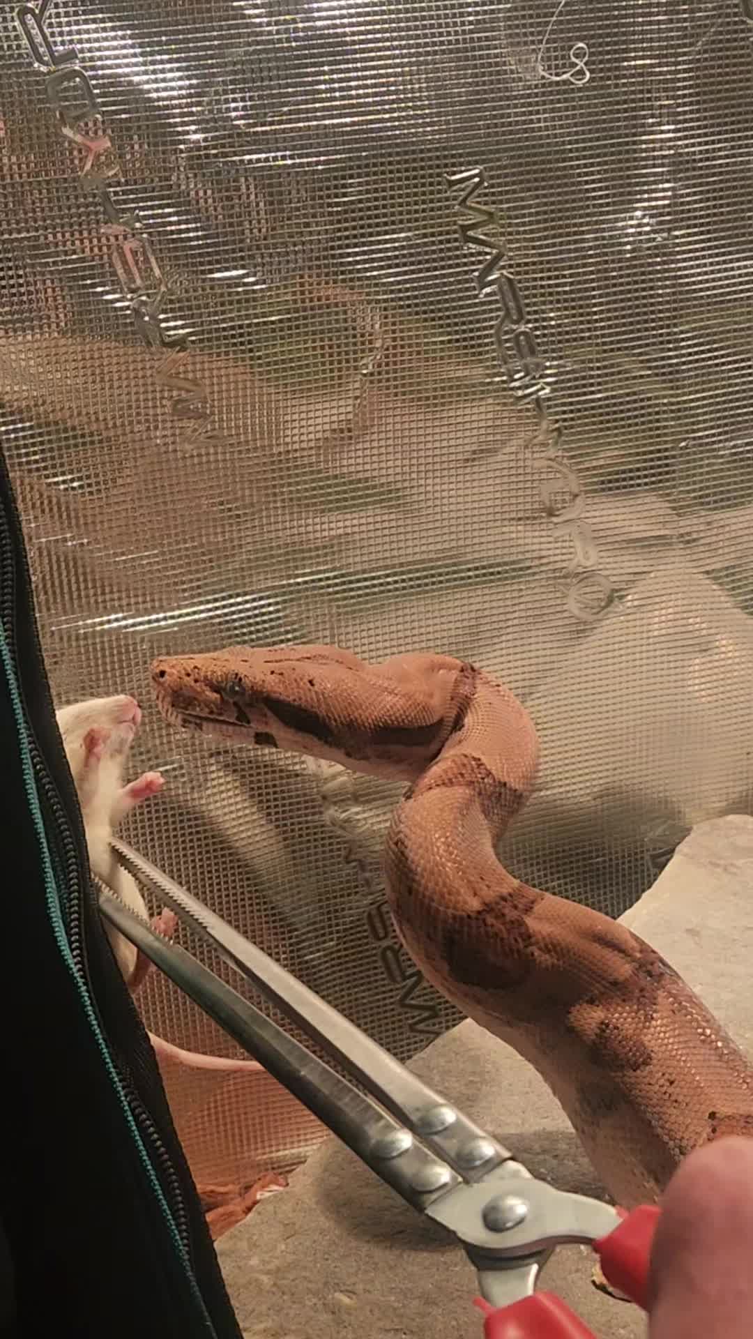 @Ballard’s Reptiles