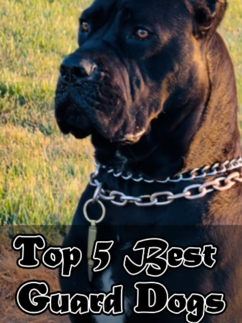 @Doggy Discovery