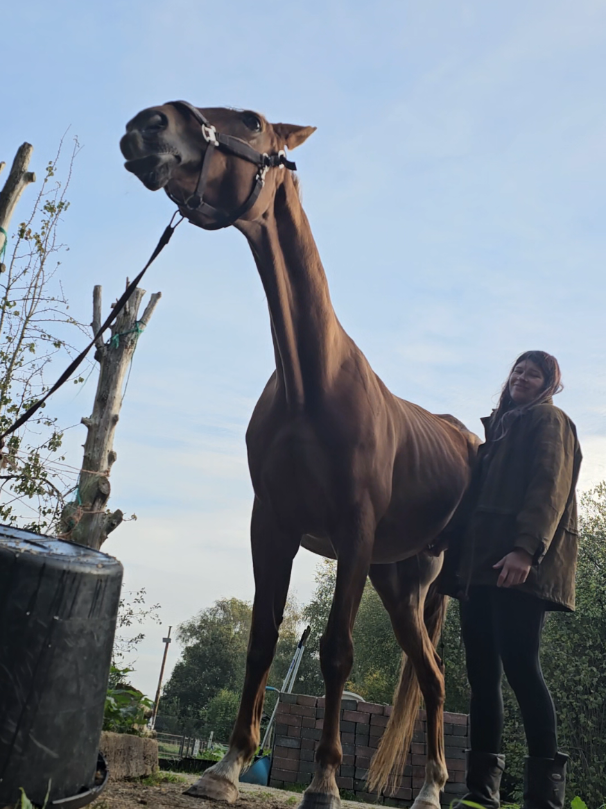 @Dino and horses