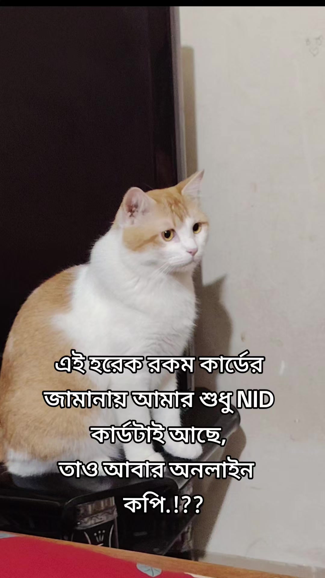 @Mitthi the Meow Meow