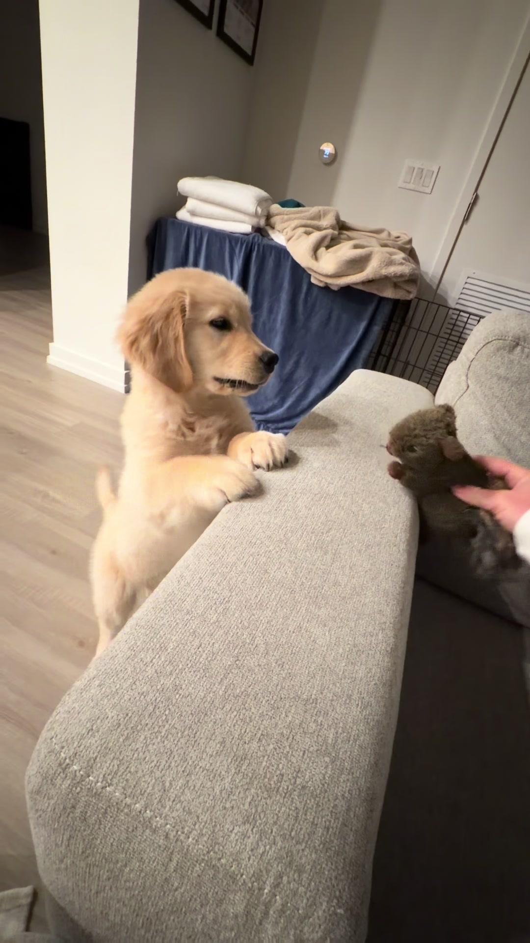 @Luca the Golden