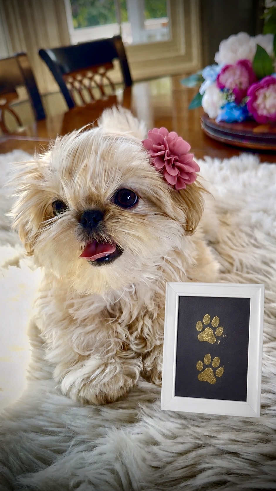 @Shih Tzu Puppies in Maryland