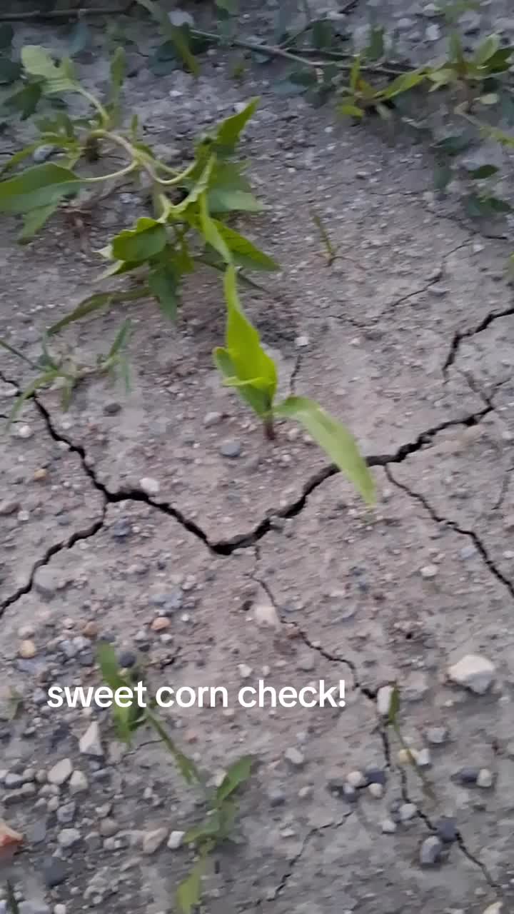 @Taylor | Sah{farm}m