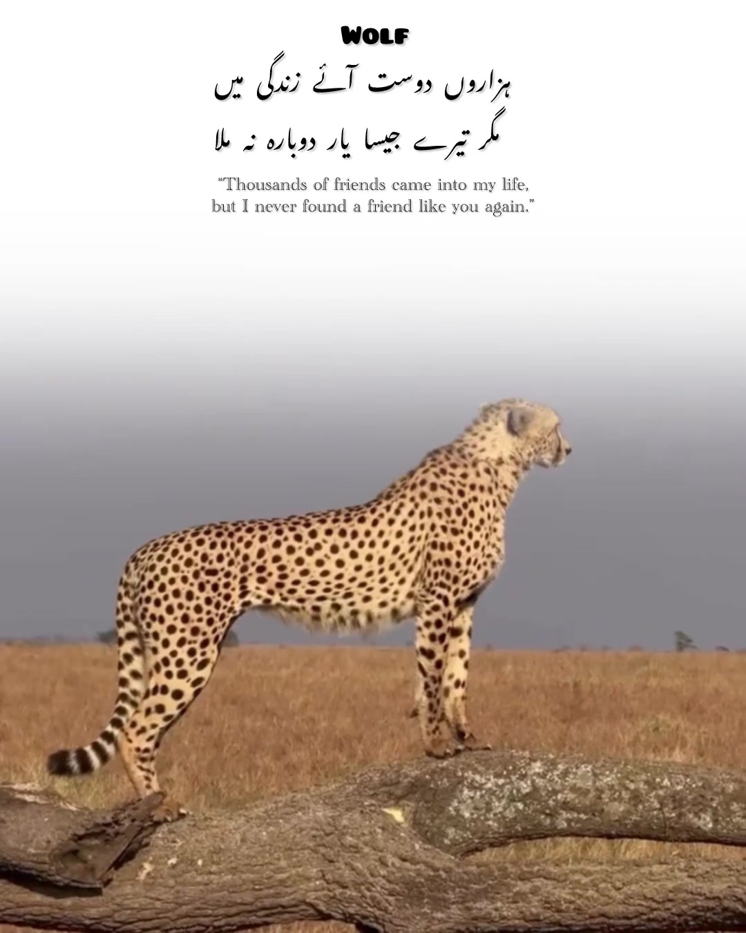 @𓆩𝕨𝕠𝕝𝕗_𝕒55𓆪