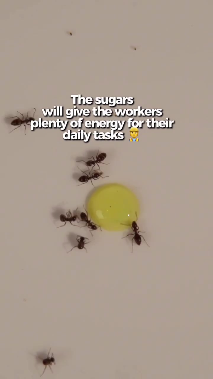 @antshq