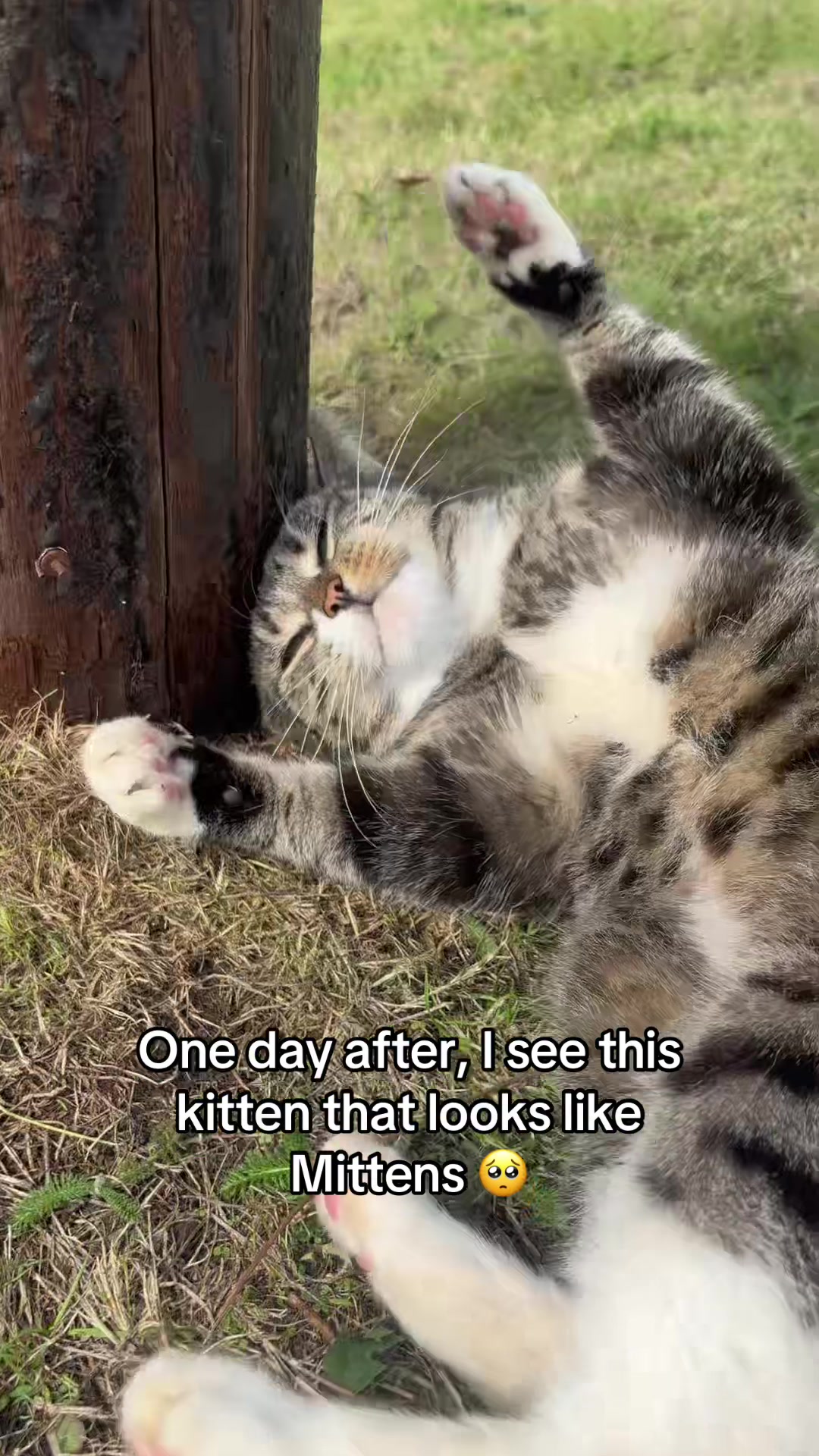 @Mittens