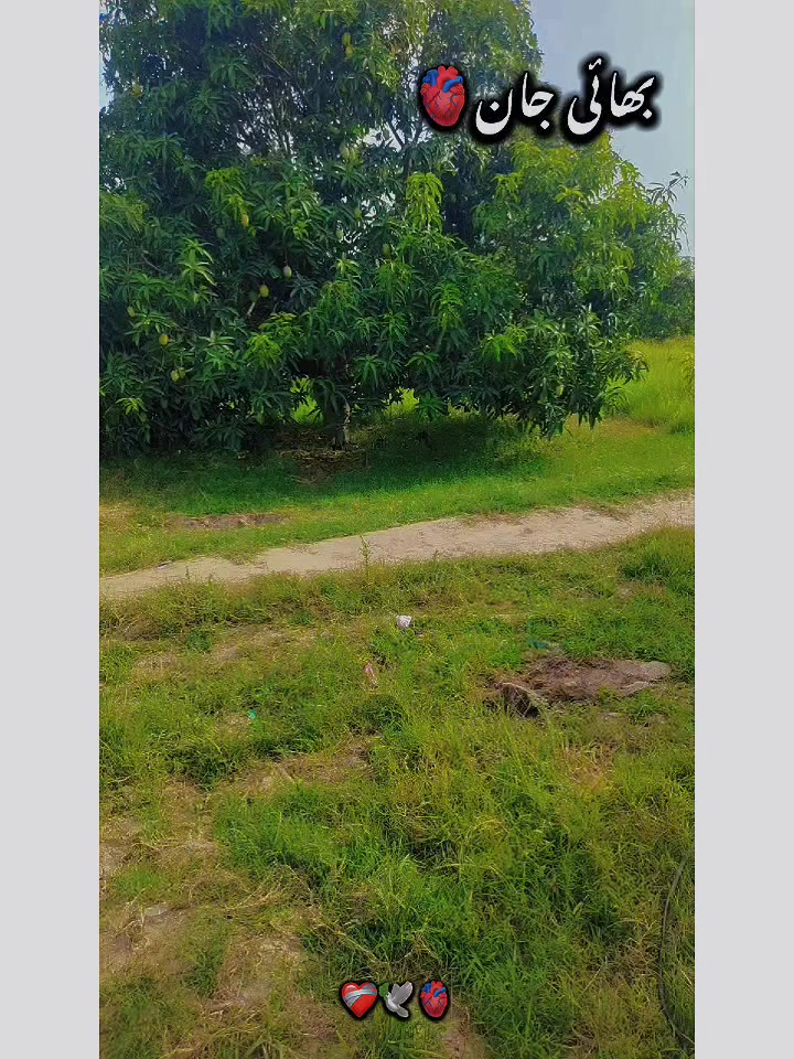 @Liaqat sahu