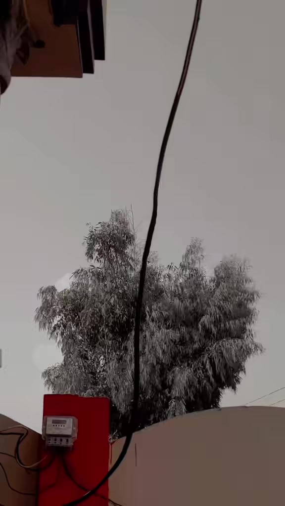 @شانی میو🌱🍁