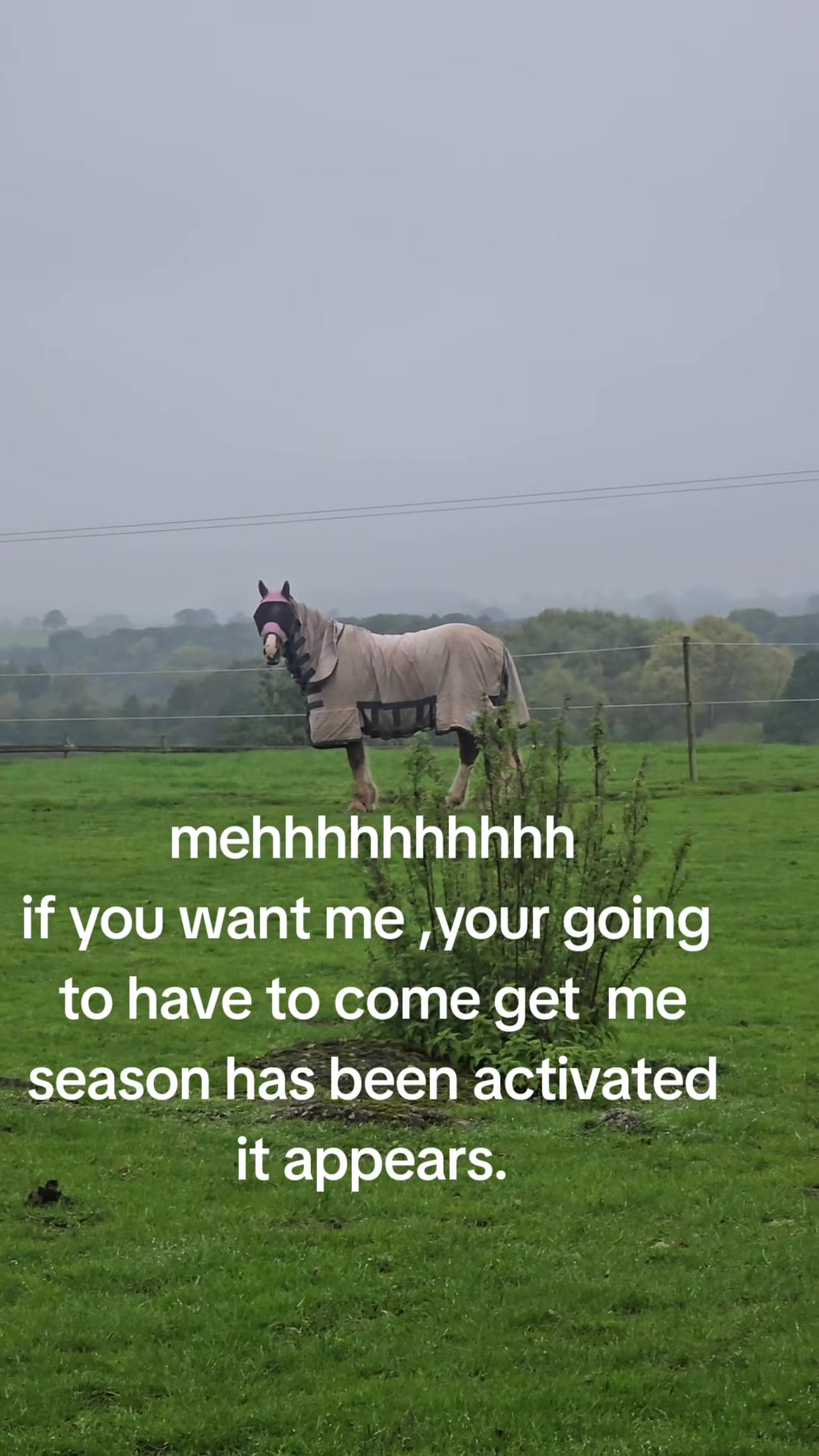@ponymidlifecrisis