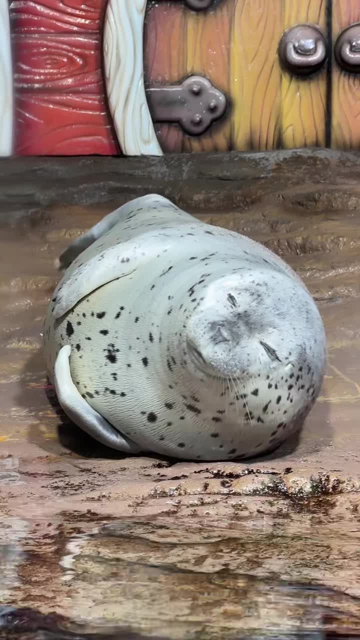 @🦭🦭