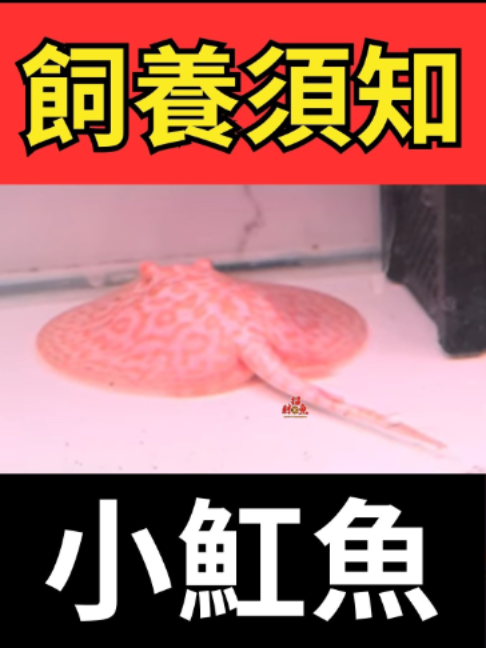 @招財魚水族館