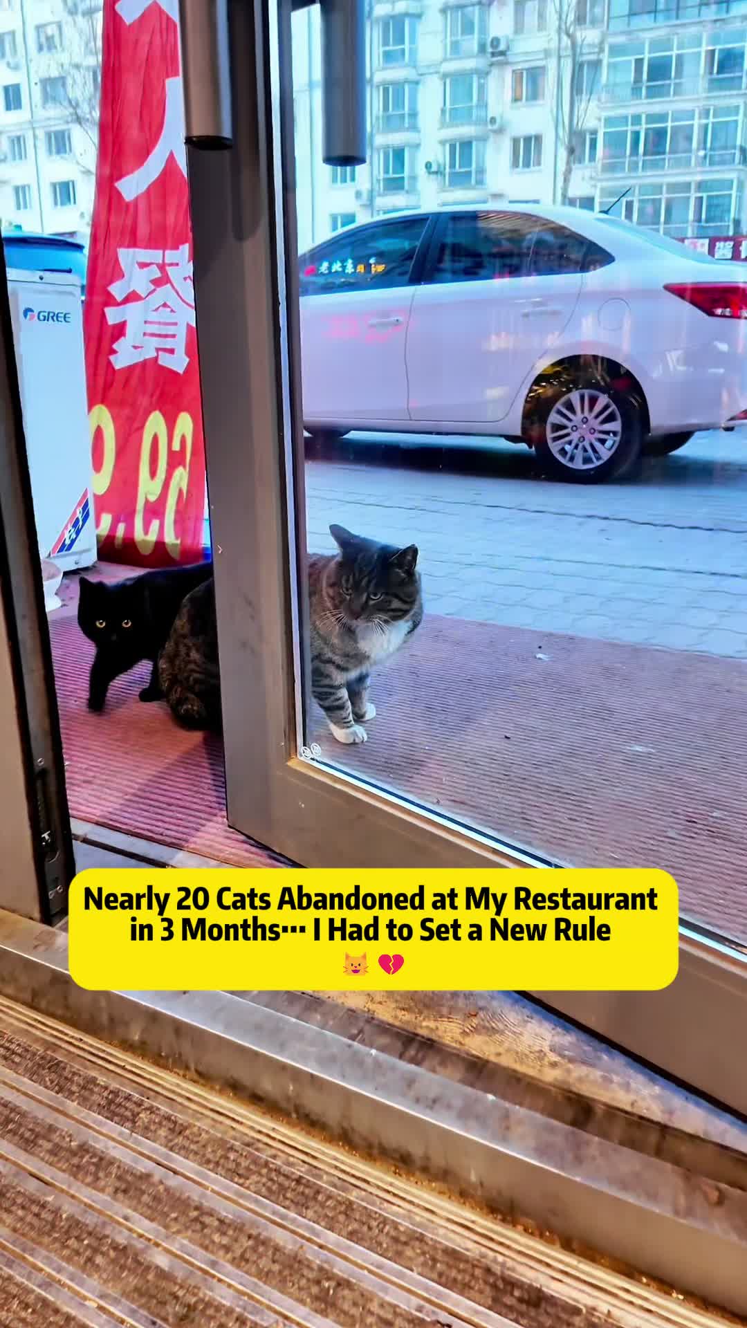 @Stray Cat Talkz