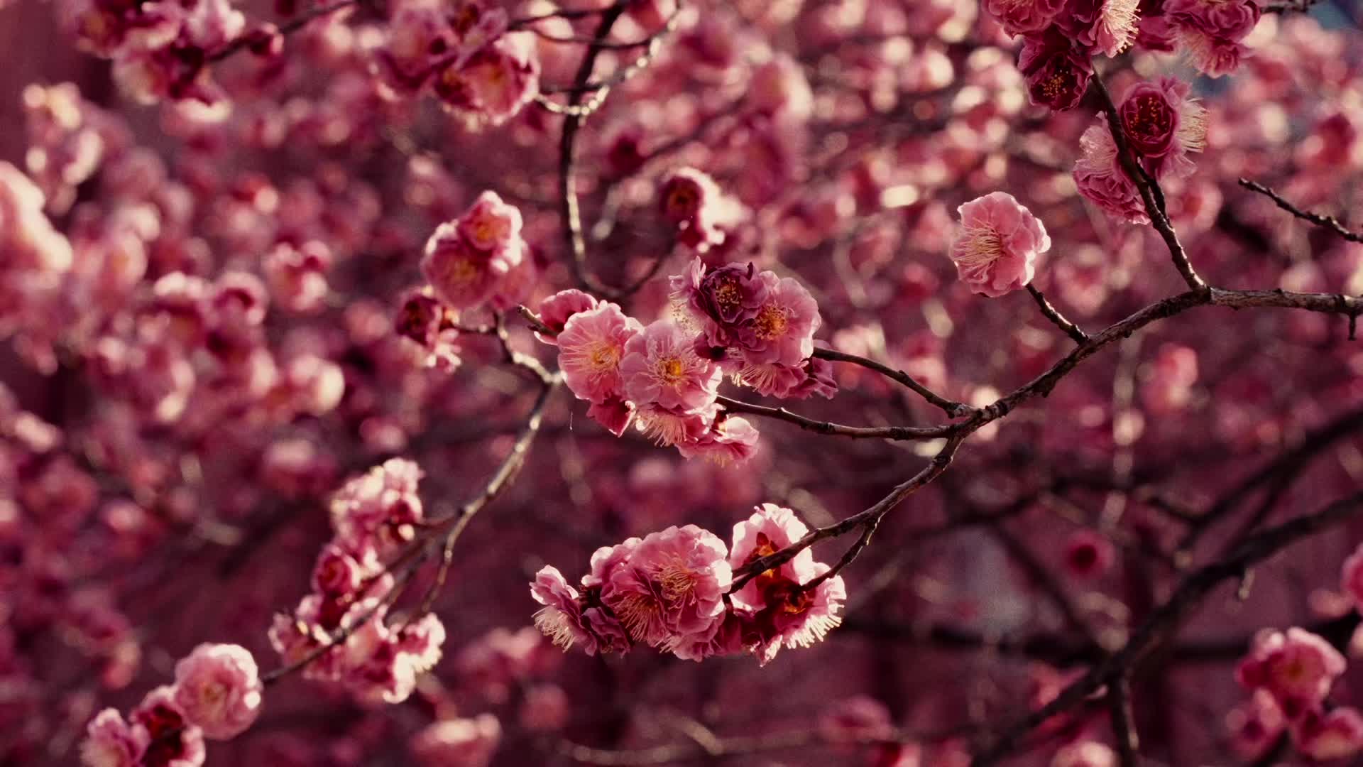 @flvision