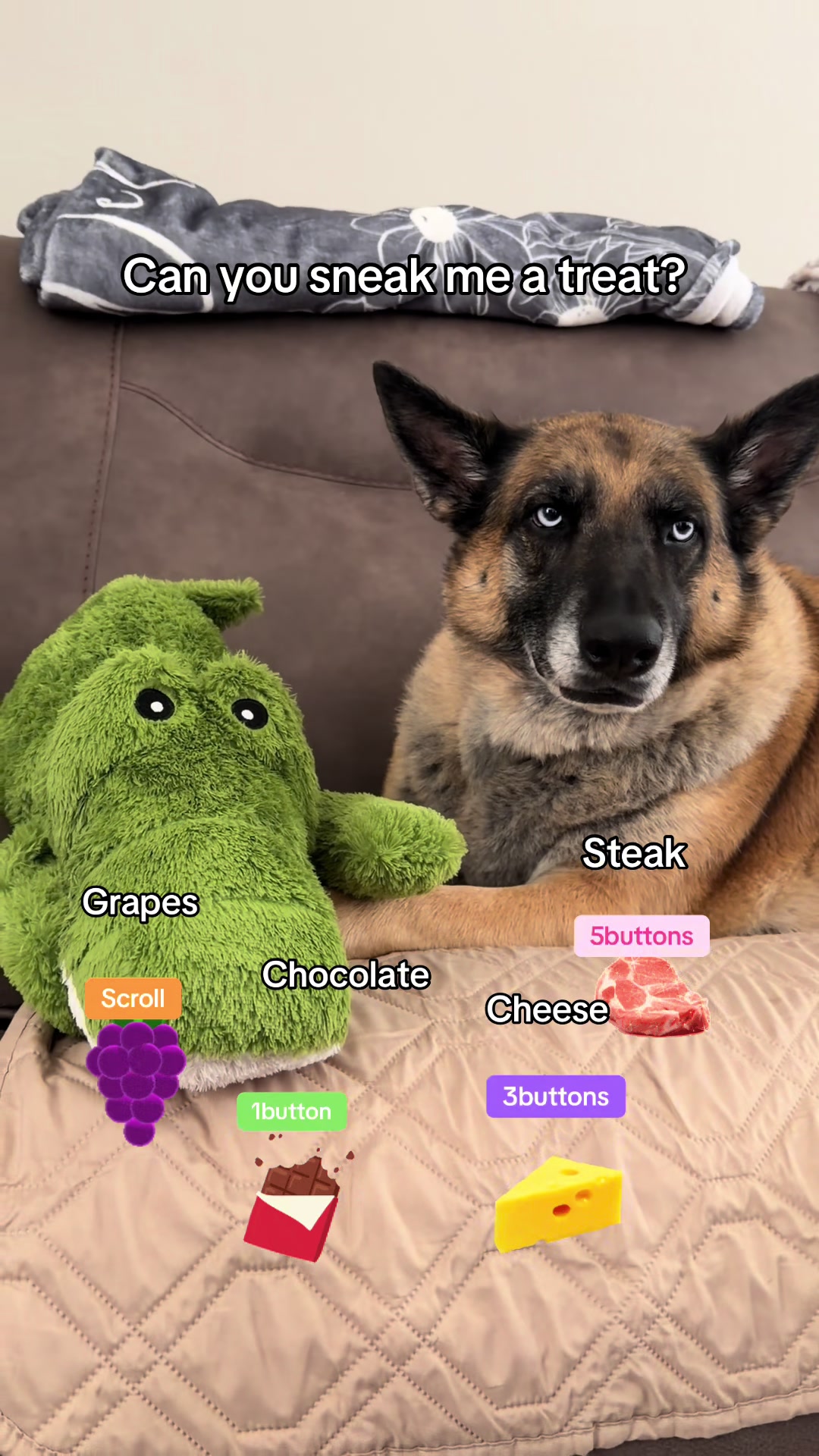 @elliemaeblueeyeshepherd