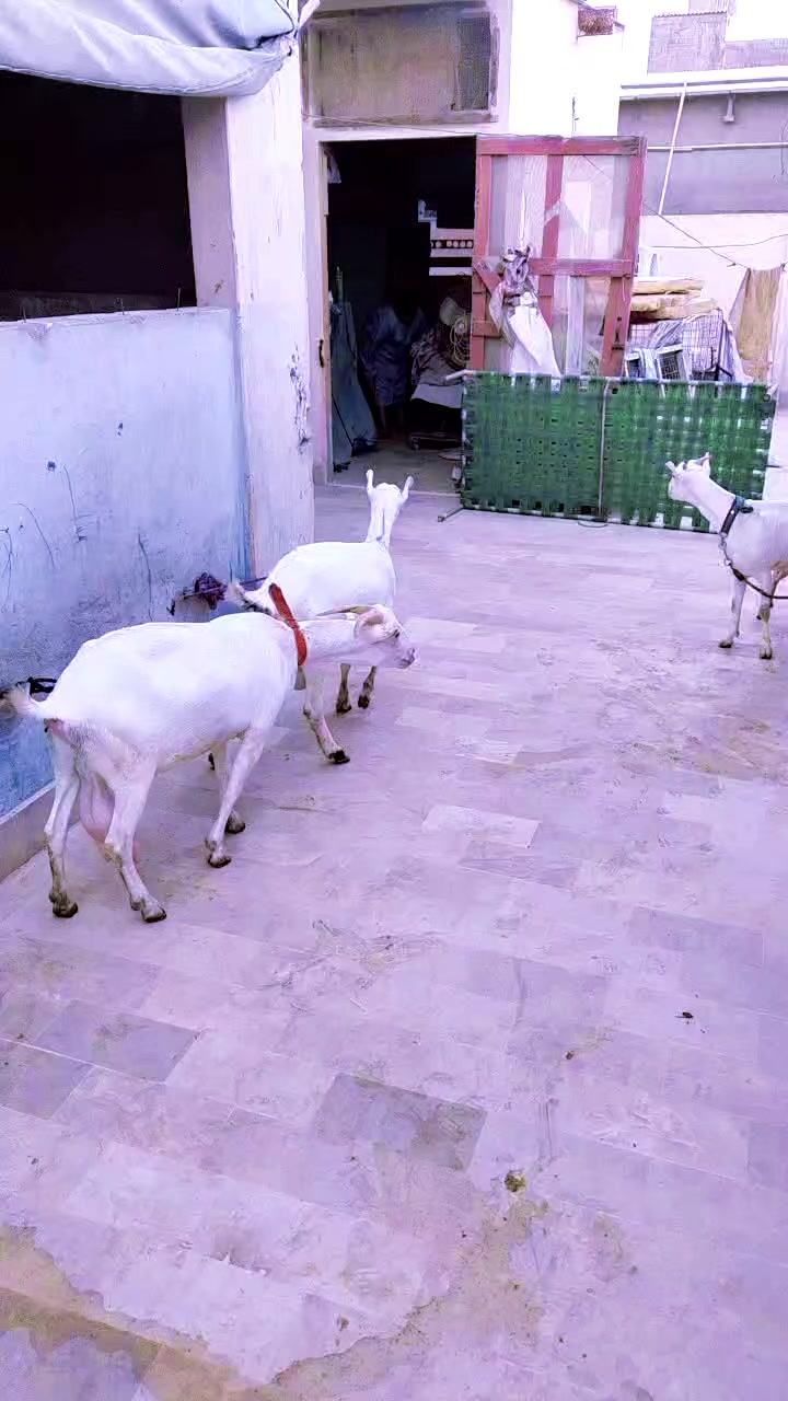 @Mustafa Goats