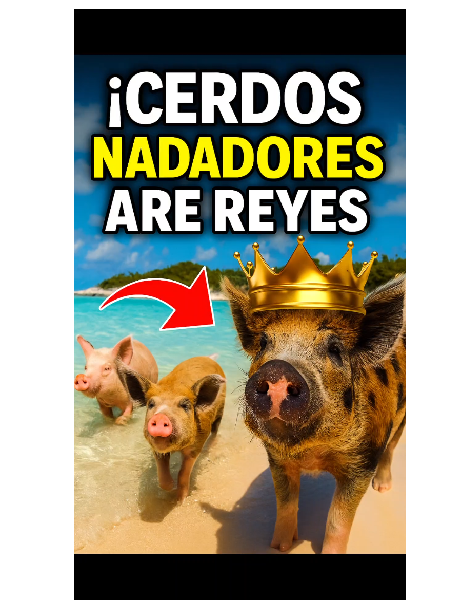@CLUB DE ANIMALES